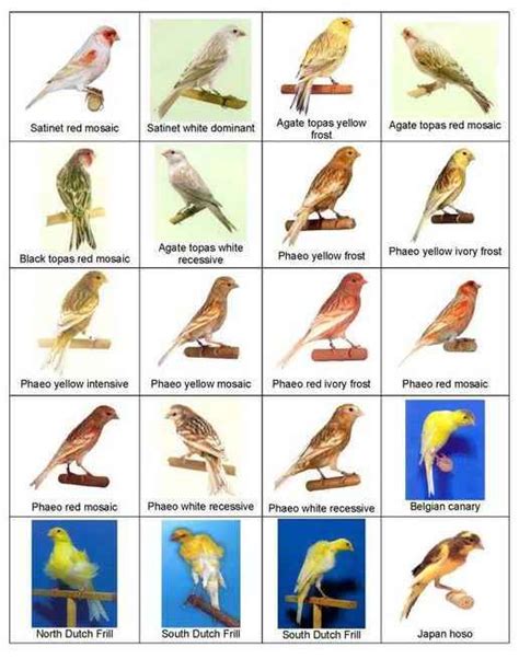 types of birds   general information