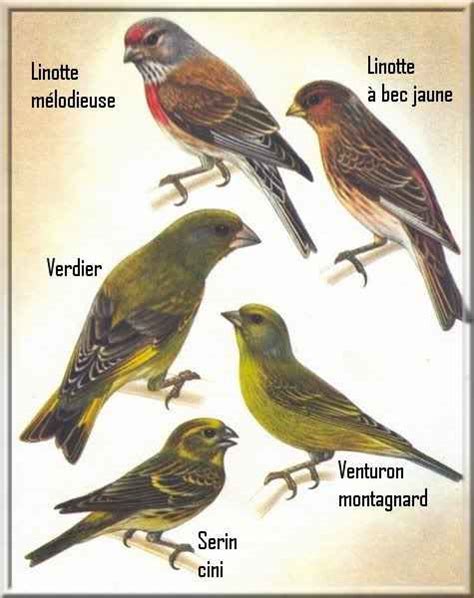 types of birds | pet.38
