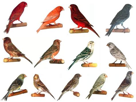 Types of Birds | Types Of Canary Birds   #Birds | canaris ...
