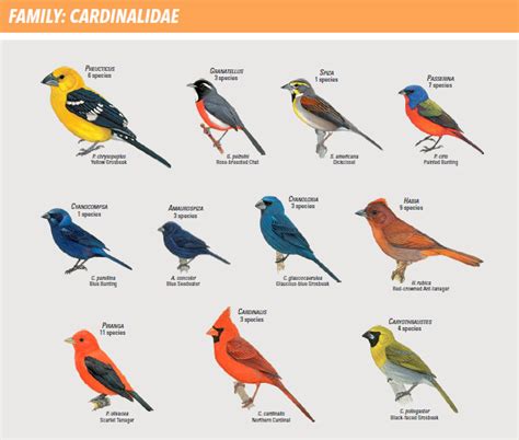 Types Of Birds   WeNeedFun