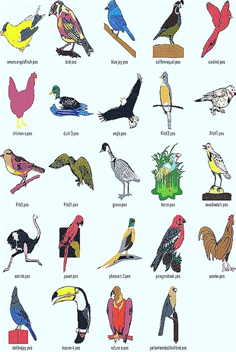 Types Of Birds   WeNeedFun