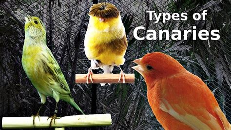 Types of Canaries   YouTube