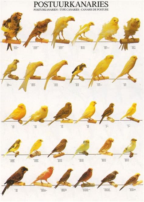 Types of Canary Birds | Canary | Canary birds, Pet birds ...