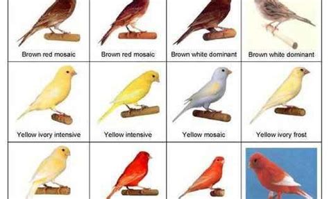 Types of Canary Birds | Color bred Canaries | Persian Cats ...