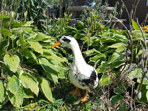 Types of Ducks For Eggs, Meat and Pest Control   Backyard ...