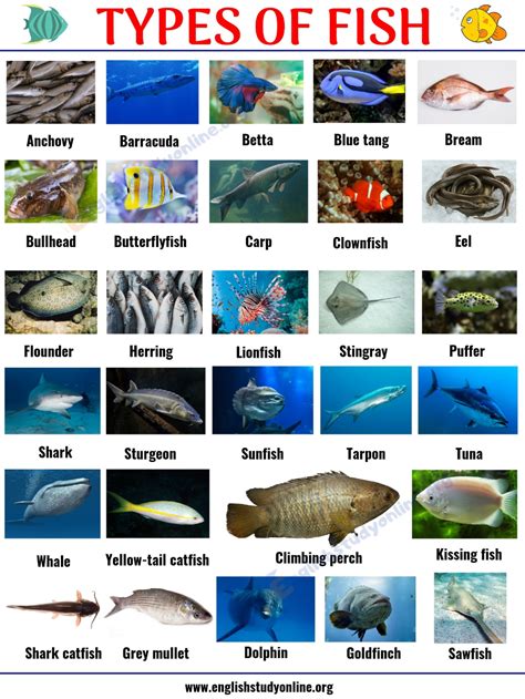 Types of Fish: List of 29 Popular Fish Names with Pictures ...