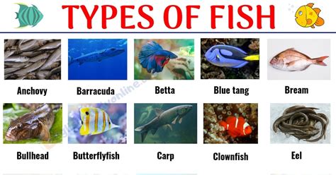 Types of Fish: List of 29 Popular Fish Names with Pictures ...