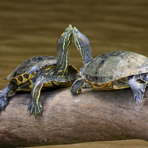 Types of Freshwater Turtles