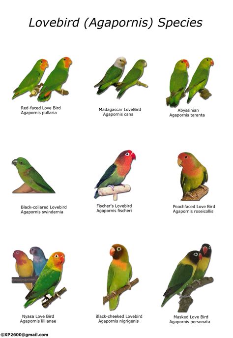 Types of lovebirds chart | Birds :   | African lovebirds ...