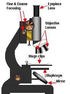 Types of Microscopes    Parts of the Microscope