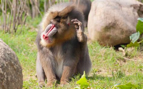Types of Monkeys   Monkey Facts and Information | Types of monkeys ...