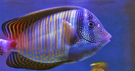 Types of Saltwater Fish According to Feeding | All ...