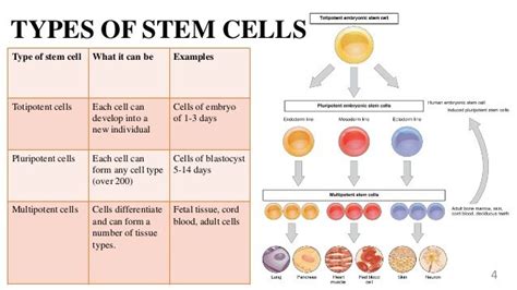 Types of stem cells and their uses   Bella Vista ...