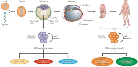 Types Of Stem Cells | BioSummary