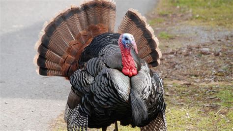 Types of turkey: What bird are you getting for ...