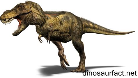 Tyrannosaurus dinosaur