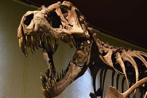 Tyrannosaurus Rex Bone Fossils Indicate Cannibalistic ...