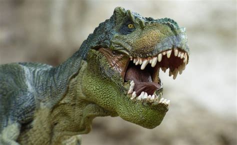 Tyrannosaurus Rex | El Rey de los dinosaurios