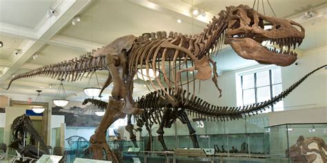 Tyrannosaurus rex Fossil | American Museum of Natural History