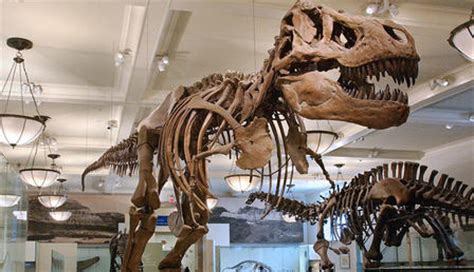 Tyrannosaurus rex Fossil Exhibit | American Museum of ...
