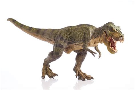 Tyrannosaurus Rex Pictures, Images and Stock Photos   iStock