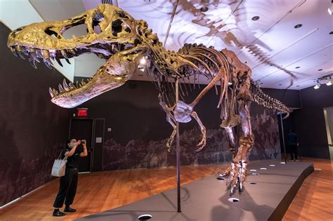 Tyrannosaurus Rex Skeleton Put up for Auction. This is How ...