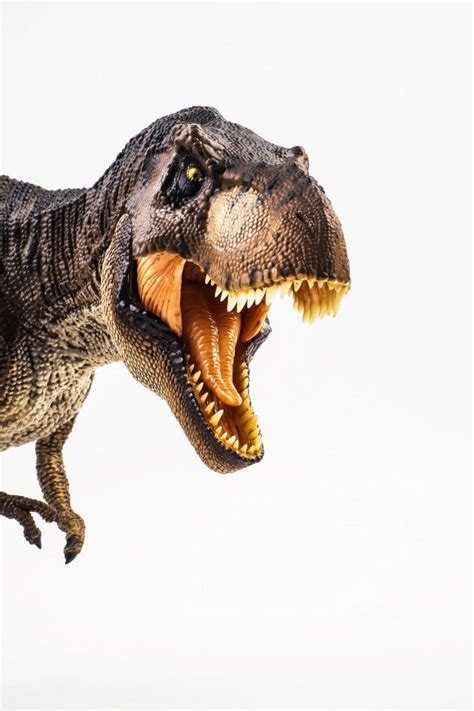 Tyrannosaurus t rex, dinosaurio sobre fondo blanco Foto ...