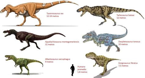 Tyranosaures | Nombres de dinosaurios, Tipos de dinosaurios, Dinosaurios