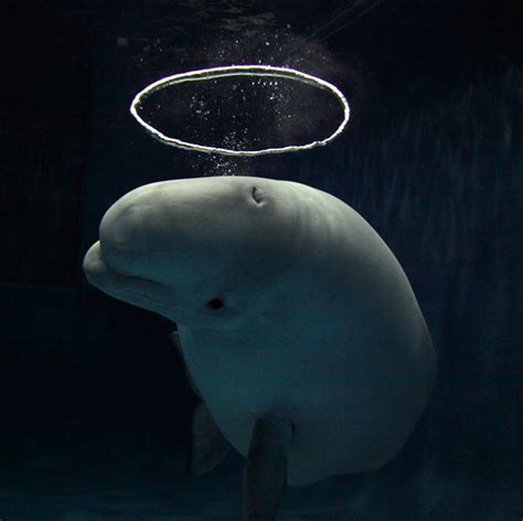 TYWKIWDBI   Tai Wiki Widbee  : A beluga with a halo bubble