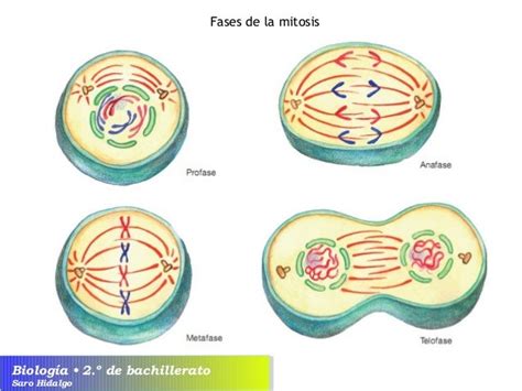 U7. El núcleo y la reproducción celular