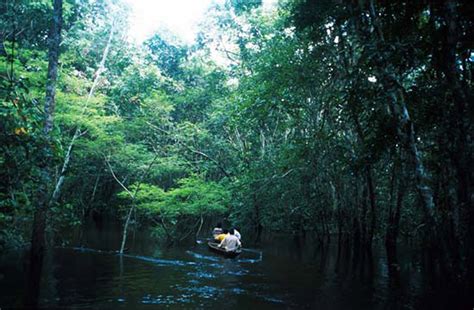 ubicacion imagenes selvas: amazonica, misionera y ...
