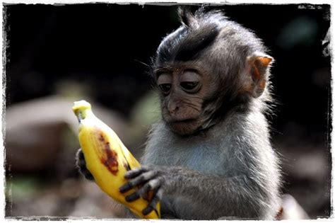 Ubud | Indonesia :: Monkey Forest   Manali + Terry