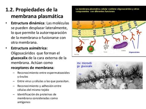 Ud 7. membrana plasmatica y orgánulos celulares