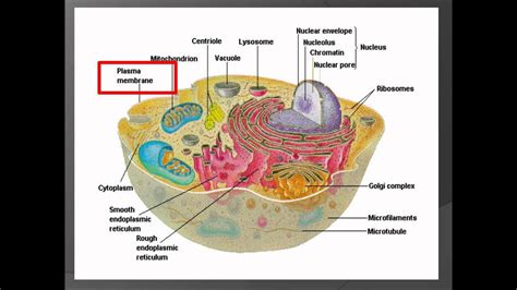 UDEM HISTOLOGIA, THE HUMAN CELL COMPONENTS   YouTube