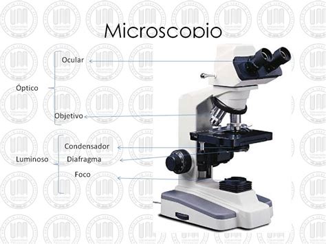 UDEM: Partes del Microscopio