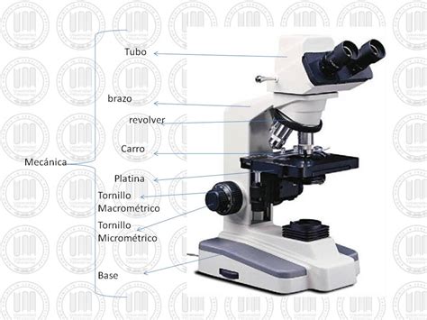UDEM: Partes del Microscopio