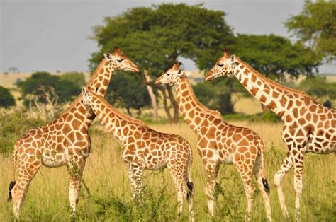 Uganda Giraffe Programme   Giraffe Conservation Foundation