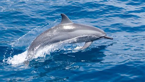 Ukraińskie delfiny bojowe z Krymu wcielone do rosyjskiej ...