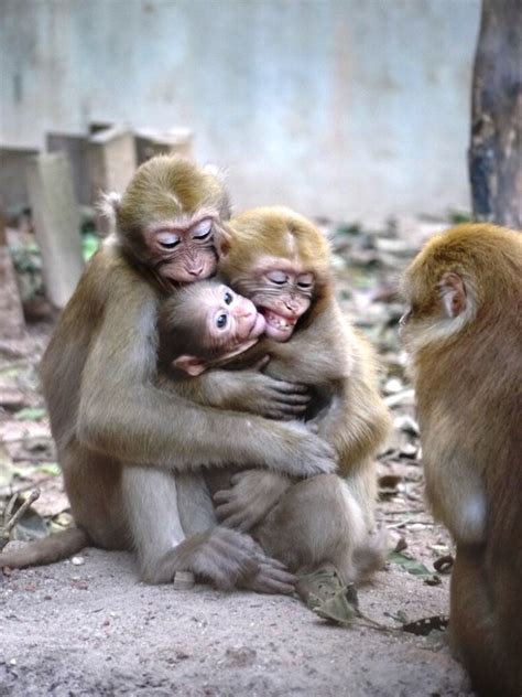 Un alma generosa salvó a este mono bebé, que estaba ...