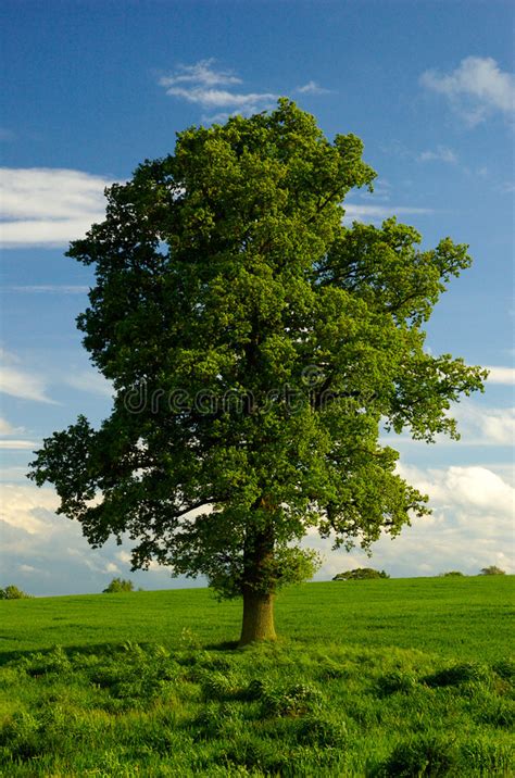 Un árbol De Roble Inglés Solitario Foto de archivo ...