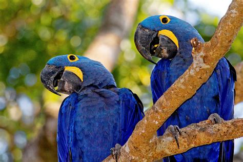 Un argentino en Brasil: Parque das aves | Diario de Cultura