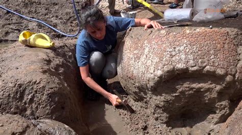 Un arriero descubre los fósiles de cuatro gigantescos armadillos del ...