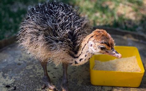 Un avestruz bebé es el nuevo integrante del Zoológico La ...