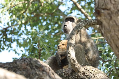 Un babouin s’occupe d’un petit lionceau | Afrique du Sud ...