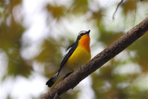Un bonito pájaro con el pecho amarillo y naranja  45554