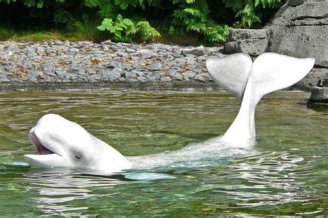 Un científico japonés enseña a  hablar  a una ballena blanca