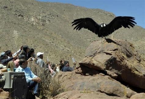 Un cóndor andino, el primer animal del ex Zoo liberado en su hábitat ...