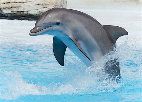 Un delfín nariz de botella macho aniquiló a 6 marsopas y ...