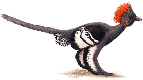 Un dinosaurio con características propias de las aves modernas   INVDES