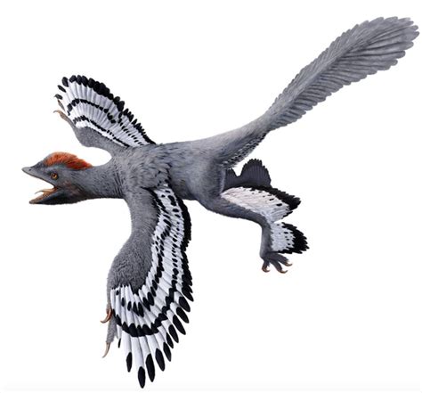 Un dinosaurio con características propias de las aves ...